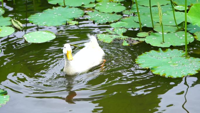 鹅在水中游