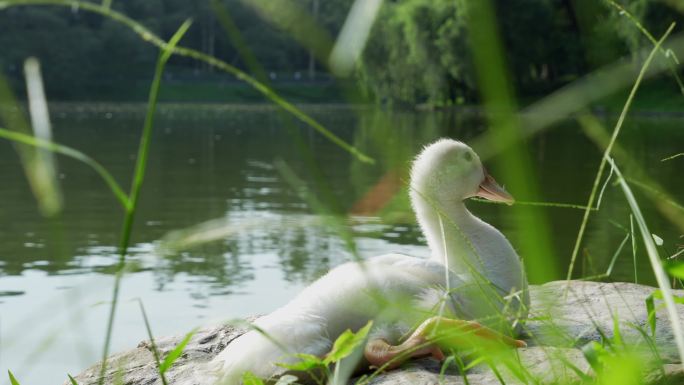 4K特写阳光下公园湖边自在的小鸭在晒太阳