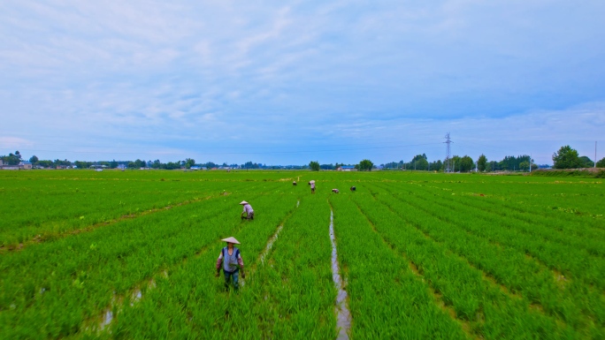 稻田里耕种除草的农村妇女