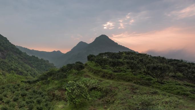 茶山云雾缭绕延时 茶山 普洱茶 茶地