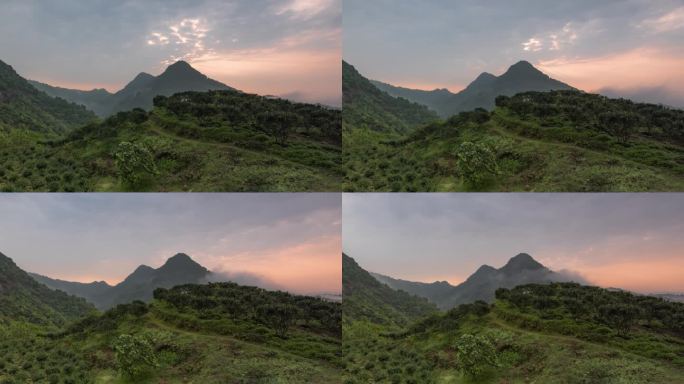 茶山云雾缭绕延时 茶山 普洱茶 茶地