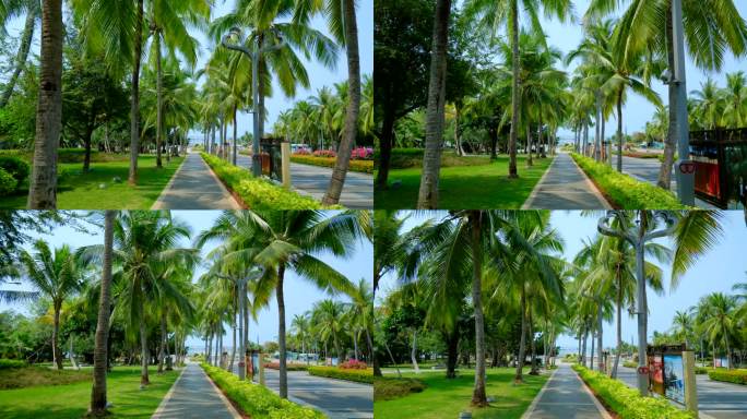 椰树沙滩 海边椰子树 林荫小路