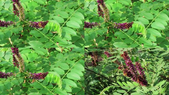 小蜜蜂与紫穗槐
