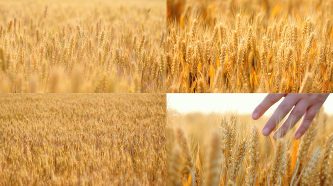 金色麦田麦穗麦子小麦