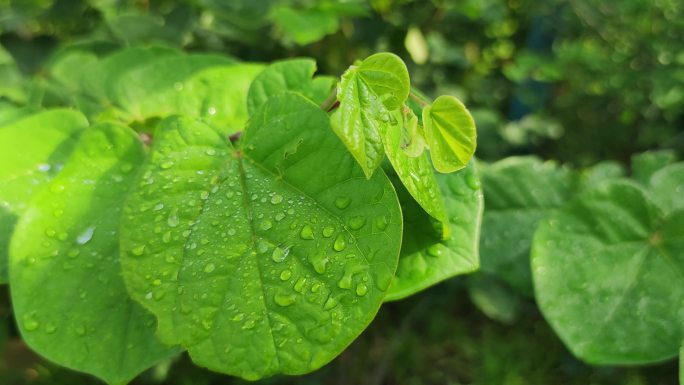 园林花草树木晨光露水高清实拍