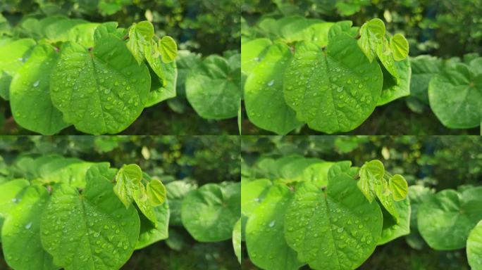 园林花草树木晨光露水高清实拍