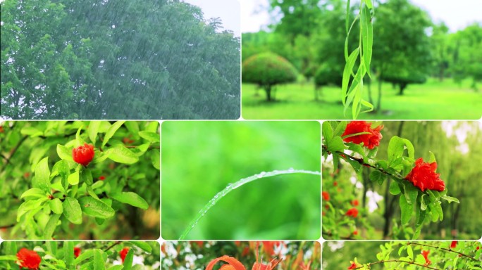 大雨暴雨、雨后大自然树木花草