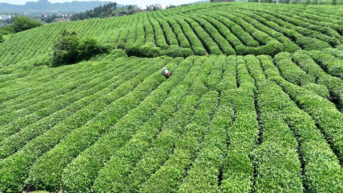 江南浙江绍兴新昌大佛龙井高山茶园茶山采茶