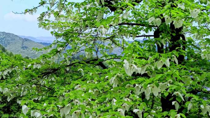 晴天下盛开的鸽子花树