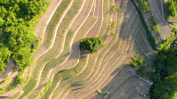 东北梯田 农田 庄稼地