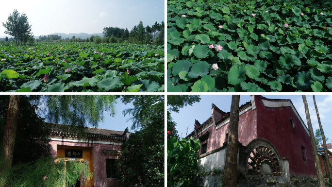 麻城龙湖寺 荷花