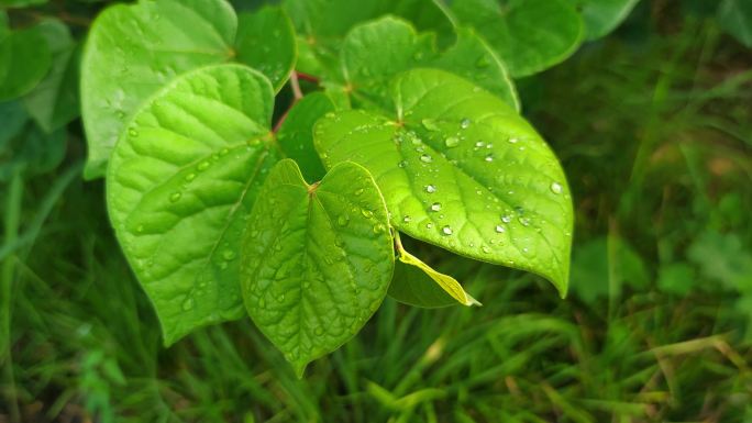 花花草草树叶露珠高清实拍