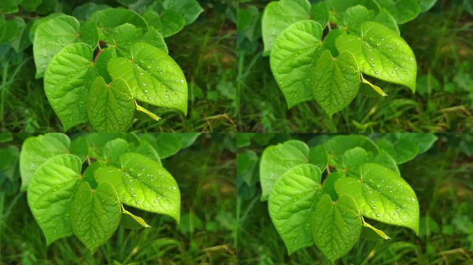 花花草草树叶露珠高清实拍