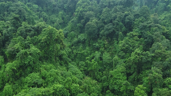航拍亚热带雨林树林丛林植被
