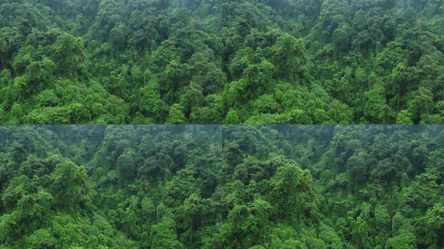 航拍亚热带雨林树林丛林植被