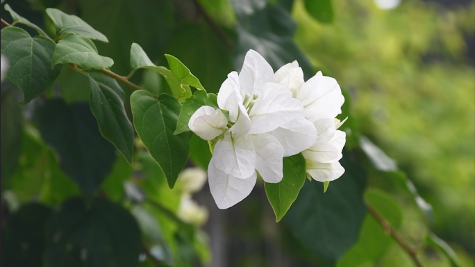 绿树花朵自然清新静谧白花