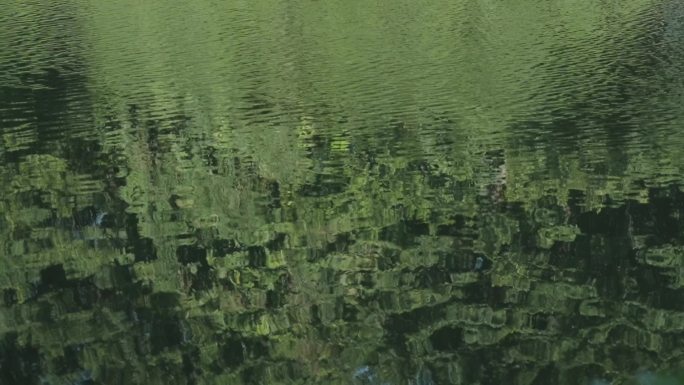 水中树木倒影和水中的球孤独感空镜森林湖水