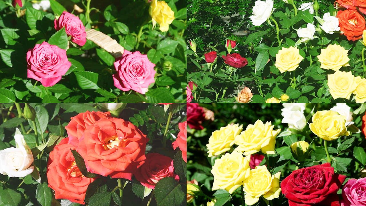 花朵大自然风景玫瑰花花丛月季