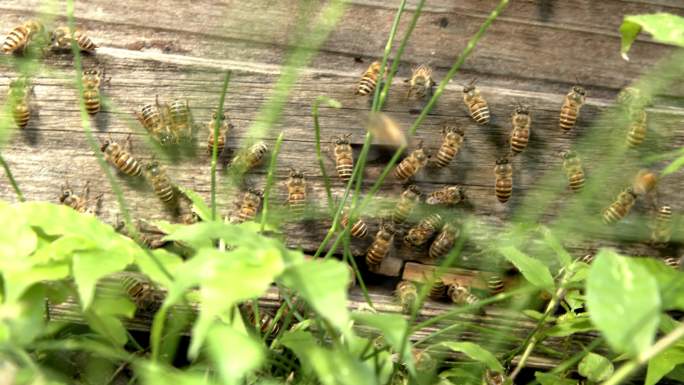蜜蜂在蜂箱口活动