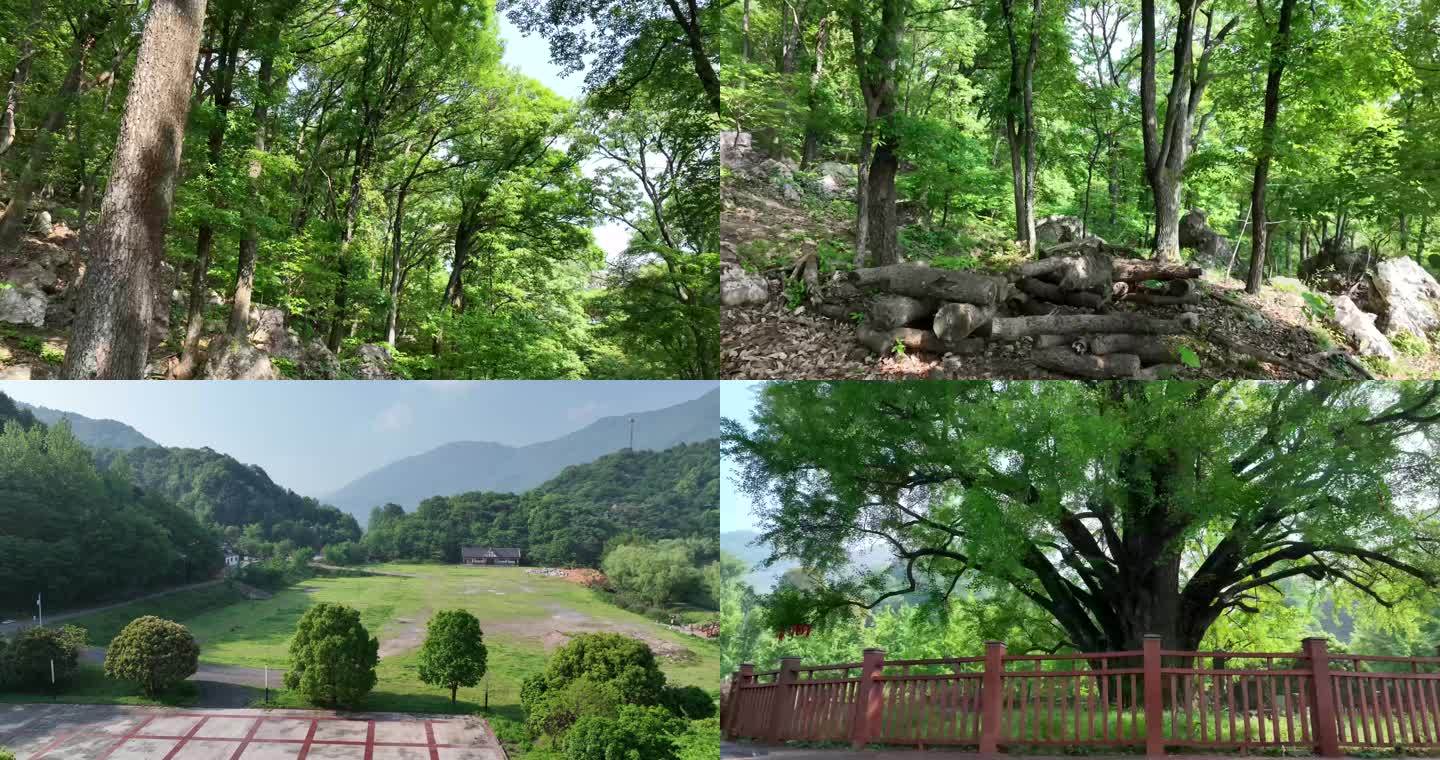 山林树林大山间穿梭 航拍