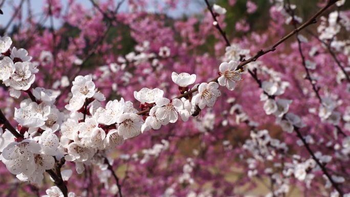 蜜蜂在花朵上采蜜