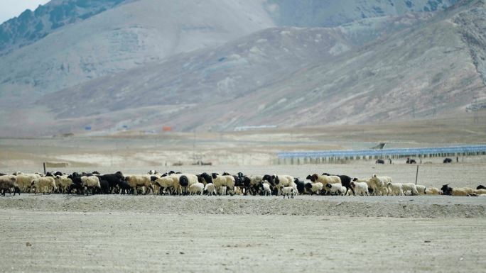 卡若拉冰川山脚下的羊群