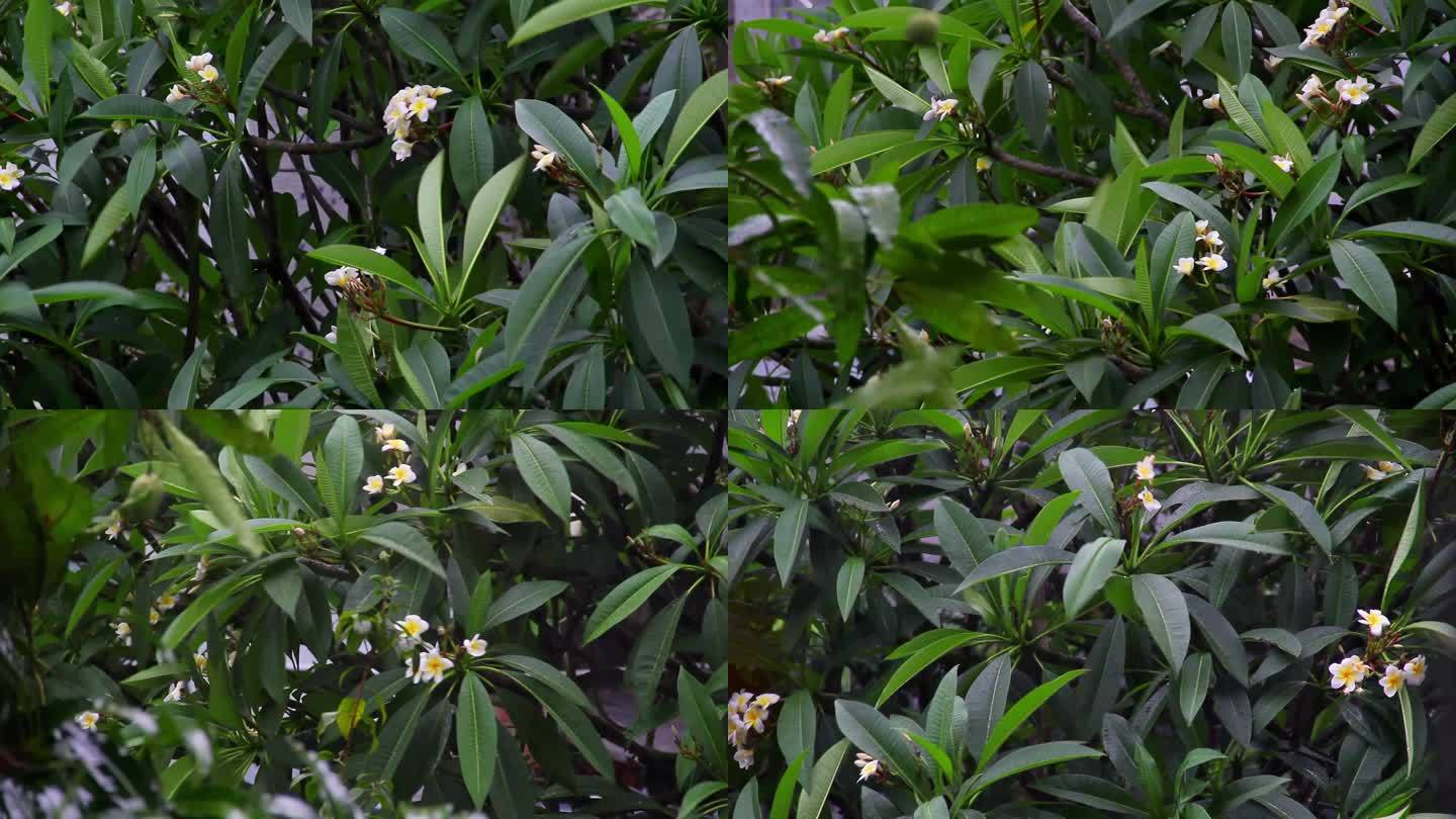 风雨鸡蛋花