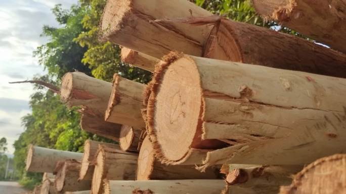 速丰按树树木家具板材原料木材阳光下的木材