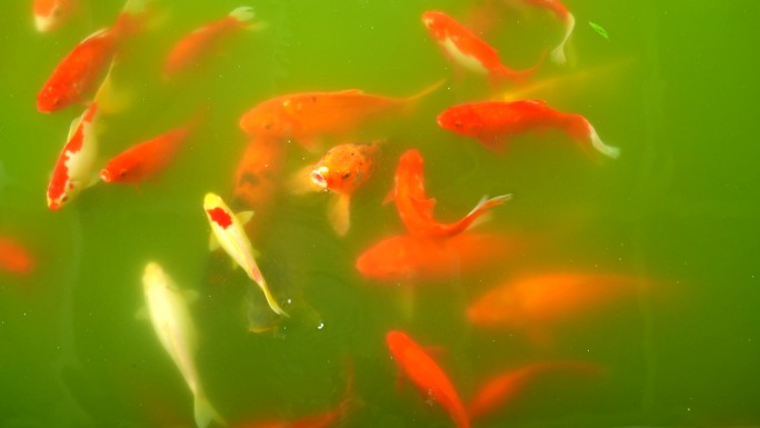池塘锦鲤视频素材4K