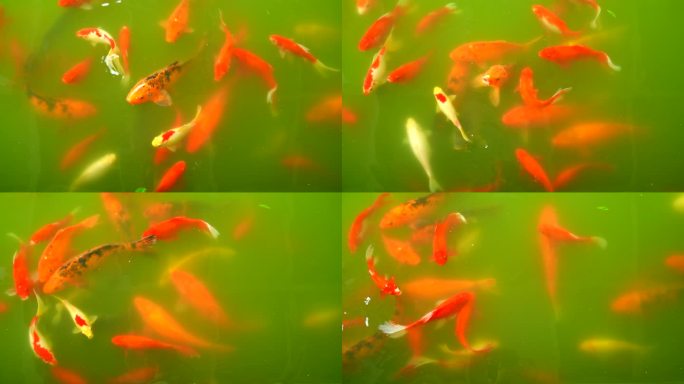 池塘锦鲤视频素材4K