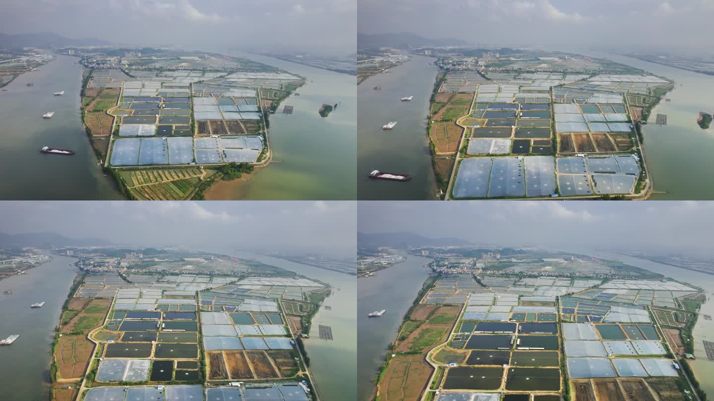 珠三角渔业水产养殖业西江流域水产养殖神湾