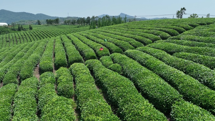 浙江绍兴新昌高山茶园茶山茶叶大佛龙井茶