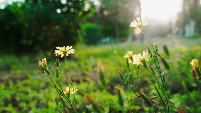 夕阳下的小黄花