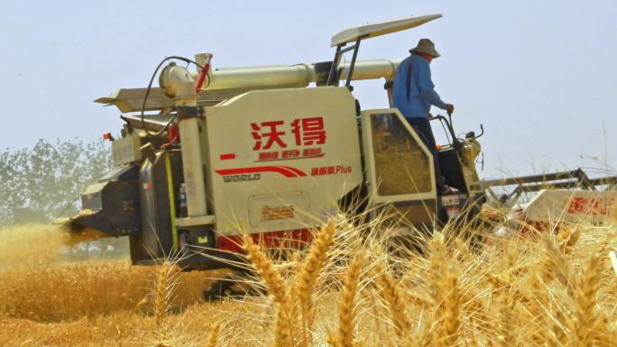 田野金黄麦穗与收割机收割场景