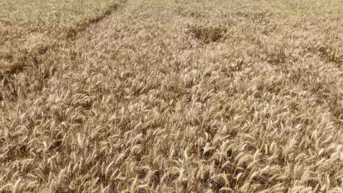 航拍金黄麦穗田地收割小麦