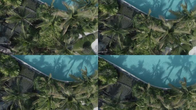 航拍热带椰子林无人的泳池清爽夏日阳光投影