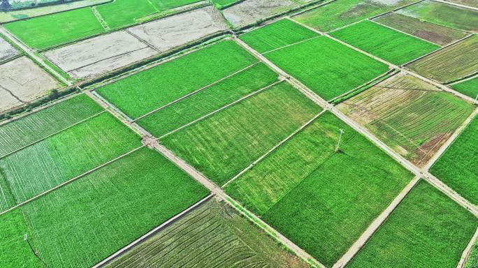 航拍稻田水稻 农业 耕种