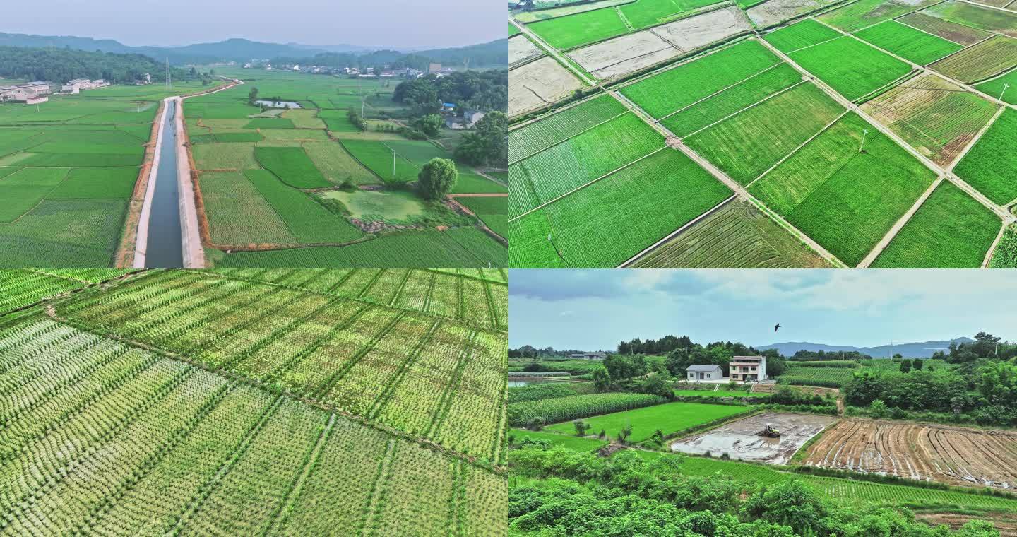 航拍稻田水稻 农业 耕种