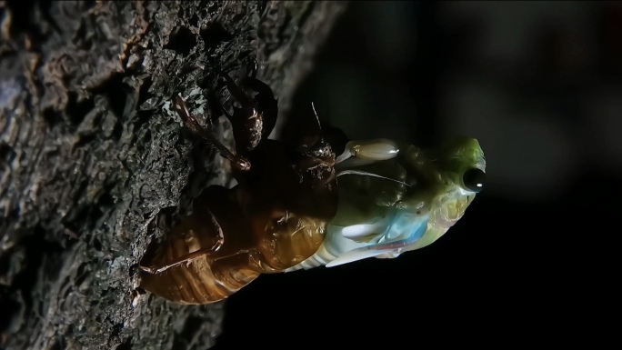 夜晚金蝉脱壳｜4K｜延时摄影