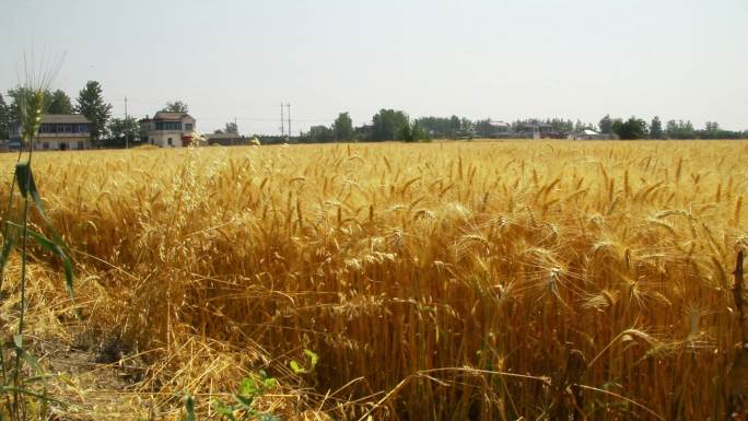 田野金黄麦穗随风飘扬近景