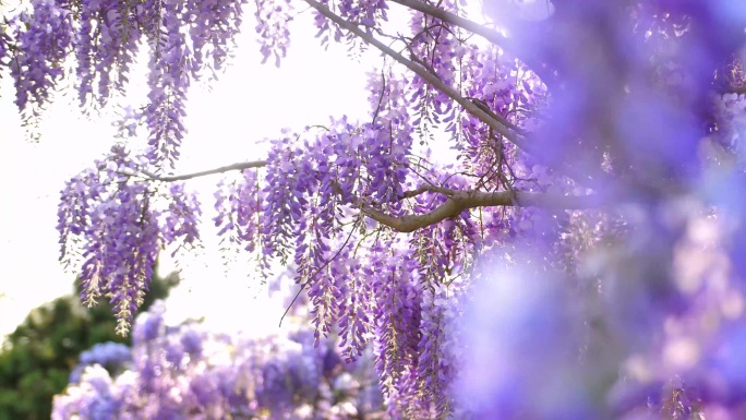 浪漫逆光紫藤花