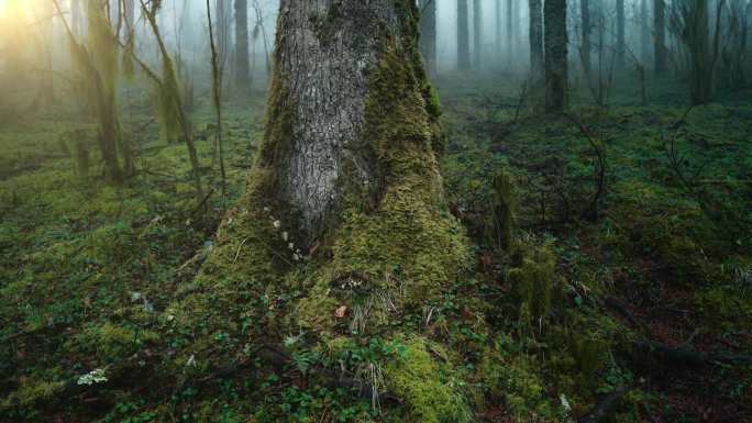 森林里长满苔藓的树干
