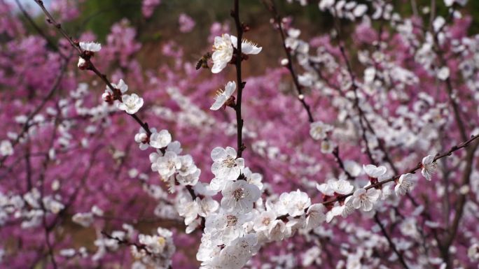 蜜蜂在花朵上采蜜