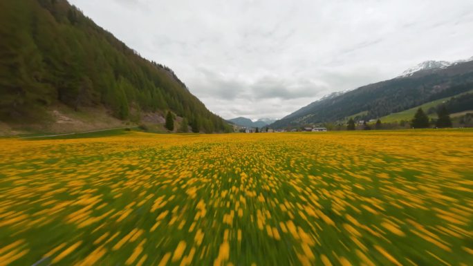 FPV无人机航拍花海野菊花农场草地森林云