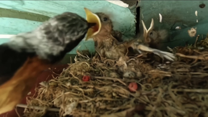 鸟妈妈正在喂养它的宝宝