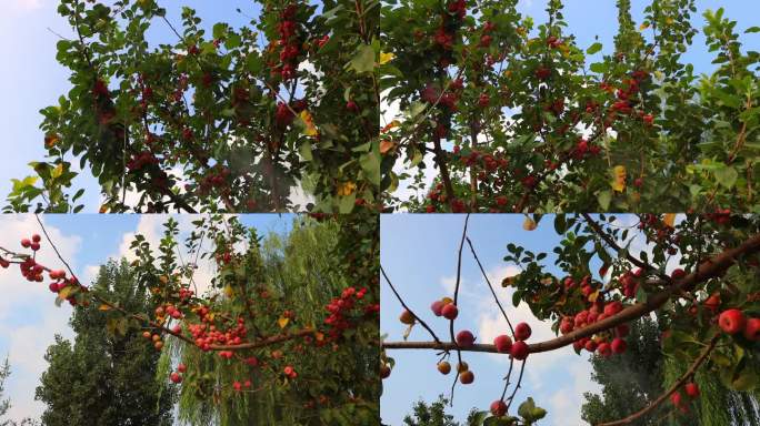 苹果 树 水果 山楂 果树