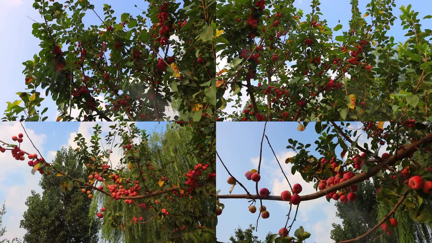 苹果 树 水果 山楂 果树