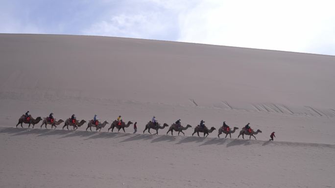 骑骆驼 丝绸之路 骆驼红绿灯 红绿灯