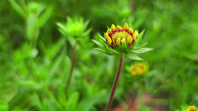 园艺绿植花花草草高清实拍太阳花朵