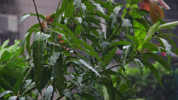 风雨交加芒果树